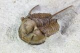 Scarce Cyphaspis Carrolli Trilobite - Oklahoma #104108-3